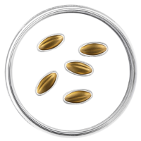 Letland 15 euro goud proof 2026 - Gouden Zaden
