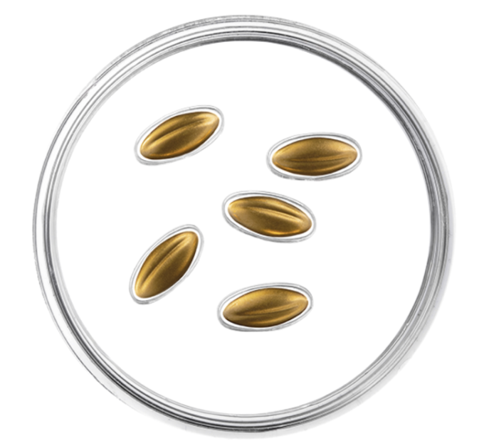 Letland 15 euro goud proof 2026 - Gouden Zaden