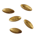Letland 15 euro goud proof 2026 - Gouden Zaden
