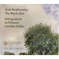 Ierland euroset BU 2025 - Biodiversiteit - de Wych Elm