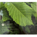 Ierland euroset BU 2025 - Biodiversiteit - de Wych Elm